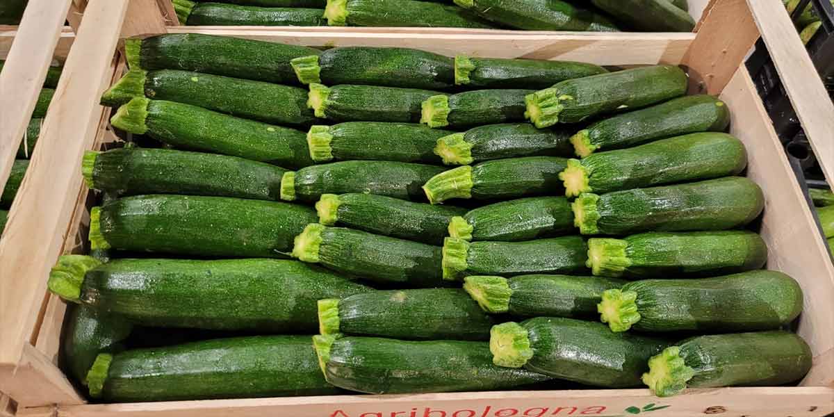 Zucchine scure - Emilia-Romagna - 1,80/2,00 euro al chilogrammo